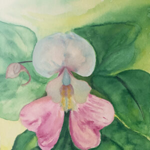 Impatiens